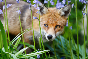 Close up of a red fox with blue bells in a garden