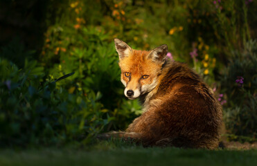 Red fox sitting near green plants in sunshine