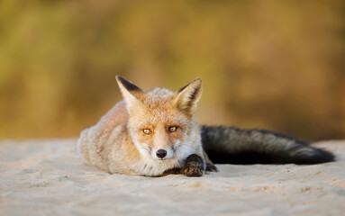Close up of a young Red fox lying on sand