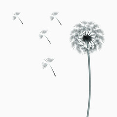 Naklejka premium Abstract background of a dandelion for design, the wind blows the seeds.