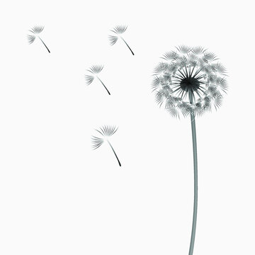 Abstract background of a dandelion for design, the wind blows the seeds.
