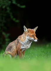 Naklejka na ściany i meble Close up of a red fox sitting on green grass