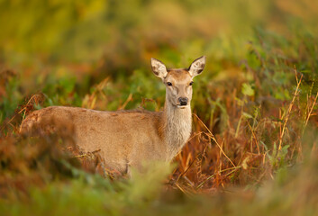 Red deer hind standing in ferns in autumn