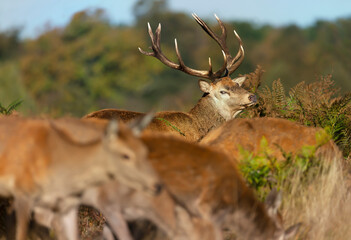 Red deer stag looking at hinds during rutting season