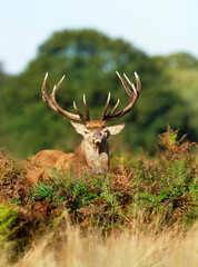 Red deer stag standing in a field of ferns
