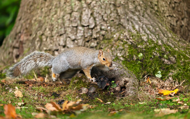 Naklejka na ściany i meble Cute grey squirrel on a tree trunk