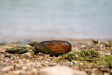 river mussel lies on the shore