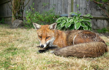 Red fox lying on grass in the garden