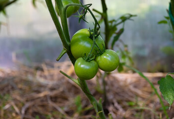 A branch of unripe tomatoes on a bush in a greenhouse. Close-up.