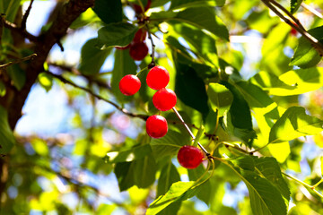 A sprig of red, ripe cherries on a tree in the garden. Close-up.