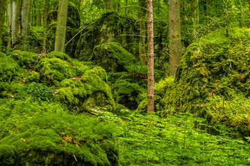 Fototapeta na wymiar fern in the woods