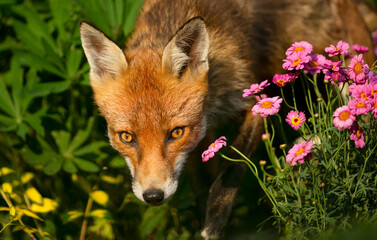 Close up of a red fox poking nose from a flower bed