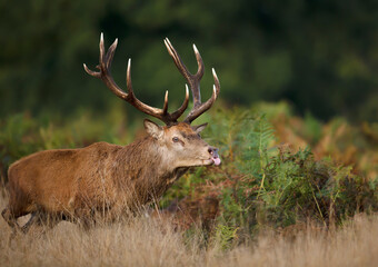 Naklejka na ściany i meble Red deer stag sticking out tongue while chasing hinds