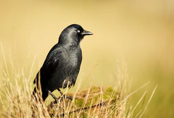 Jackdaw perching on a wooden post