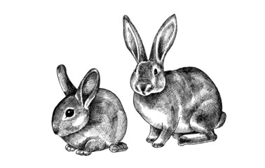 Monochrome vector illustration of a rabbits.