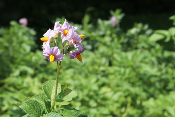 flowering potatoes in the garden beds