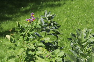 flowering potatoes in the garden beds