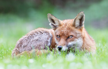 Naklejka na ściany i meble Close up of a Red fox lying on the grass