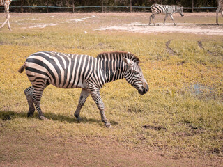 Fototapeta na wymiar Zebra walking in the zoo in sunny day. Copy space provided.