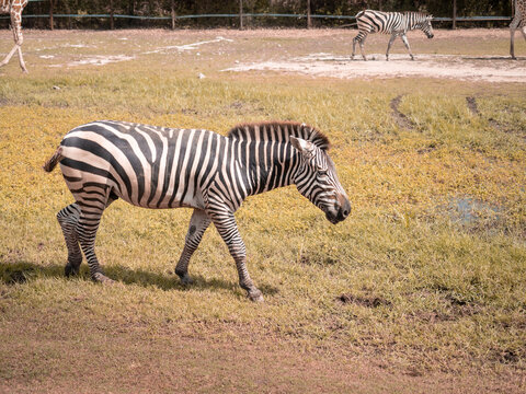 Zebra walking in the zoo in sunny day. Copy space provided.