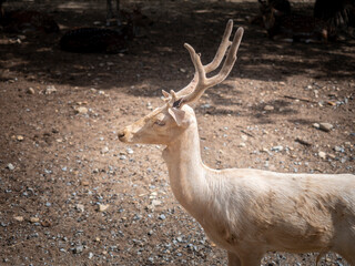 close up deer with horn at the zoo. Zoo tour on bus. Feeding deers food.