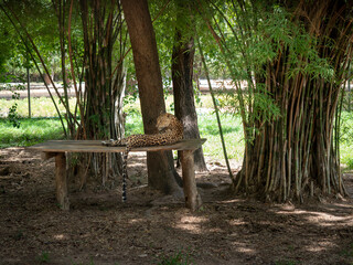 leopard laying down on wooden bed under tree in the zoo.