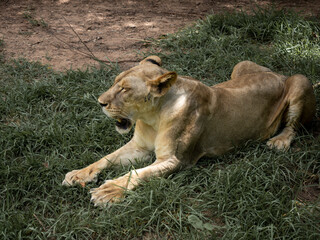 Obraz premium lioness sitting on grass in zoo. Female lion laying down on floor.