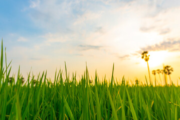 Rice field and sky background at sunrise time