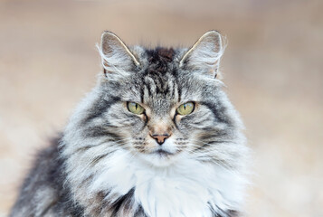 Portrait of a long-haired grey domestic cat