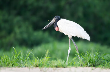 Jabiru standing on a sandy river bank