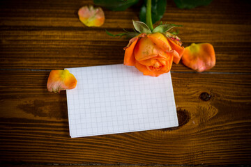 orange beautiful summer roses with blank letterhead for text