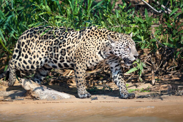 Jaguar walking on sand along a river bank