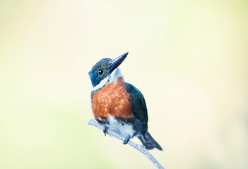 Green kingfisher perched on a branch