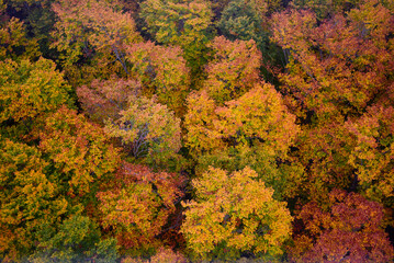 Colorful autumn color in Japan. Maple tree change their leaves color to red.
