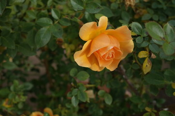 Cream Flower of Rose in Full Bloom
