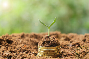 Small young plant sprout on stack of golden coins on fertile soil with blurred green background. Business, finance, money savings and investment concept.