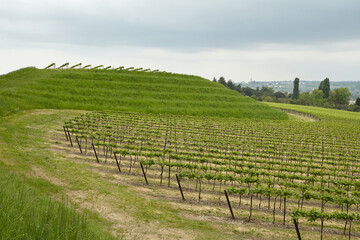 Fototapeta na wymiar hill vineyard in Treviso