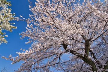 大田区 池上本門寺の桜