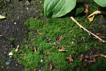 green forest moss on the asphalt