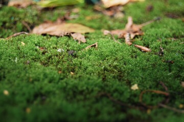 green forest moss close up