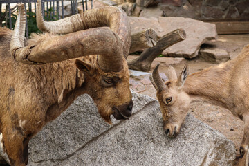 Two little mountain goat children frolic on the rock. Cubs of wild animals.