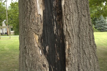 tree struck by lightning