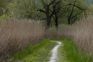 path in cane thicket at Revine lake