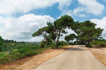 Trees and roads on Mount Carmel