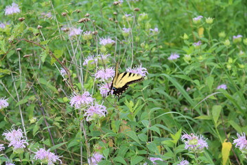 butterfly on a flower