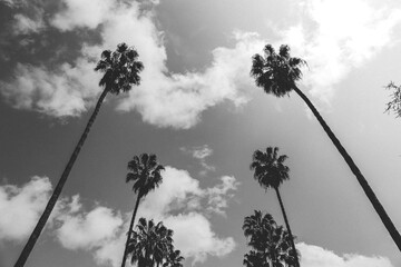 palm trees and sky