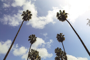 palm trees and sky 