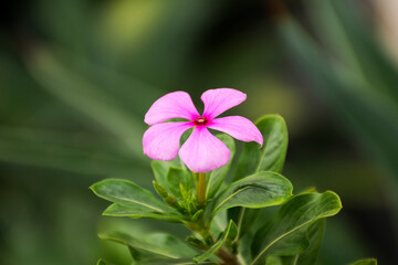 Beautiful purple flower