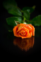 bright orange rose with green leaves, on a black background