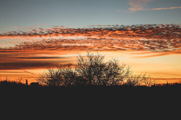sunset in the field